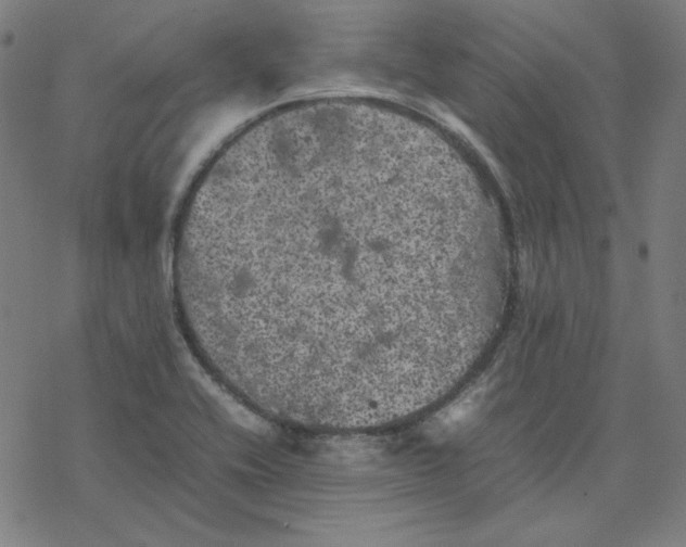 X0000077291416200611101331