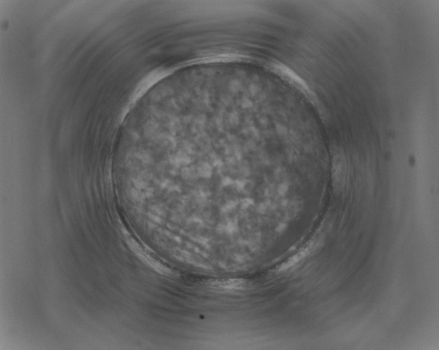 X0000077291417200611101331