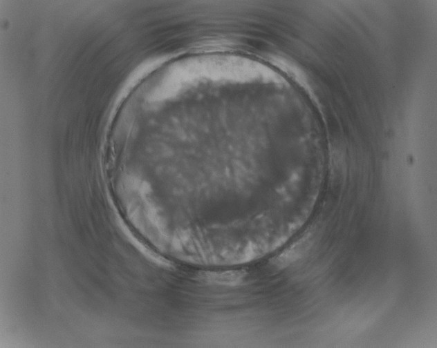 X0000077291429200611101332