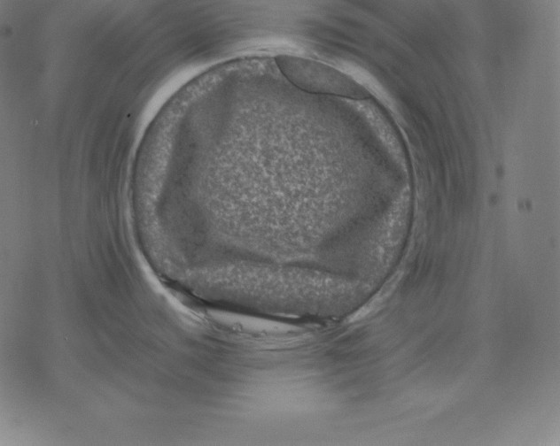 X0000077291440200611101332