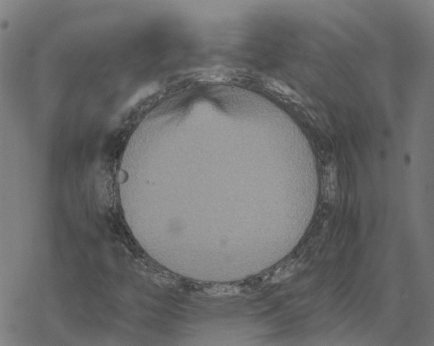 X0000077291446200611101331