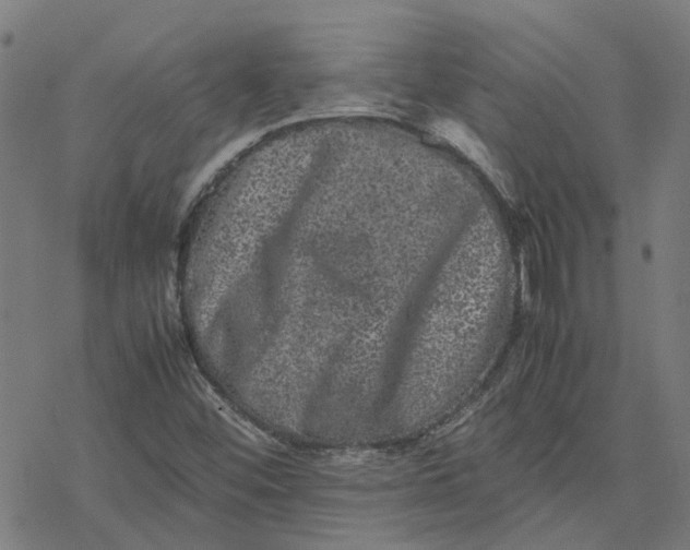 X0000077291452200611101331