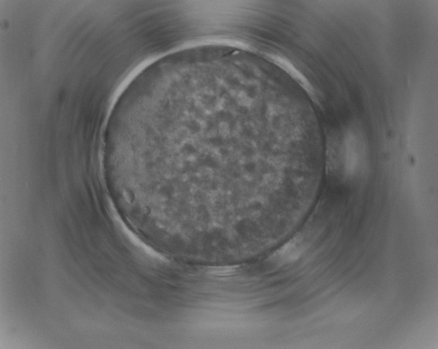 X0000077291484200611101330