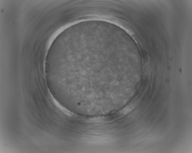 X0000077291535200611101330