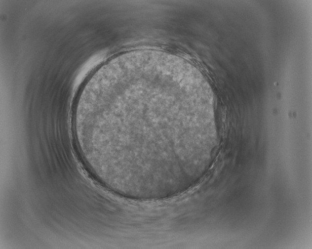 X0000077290006200611171639