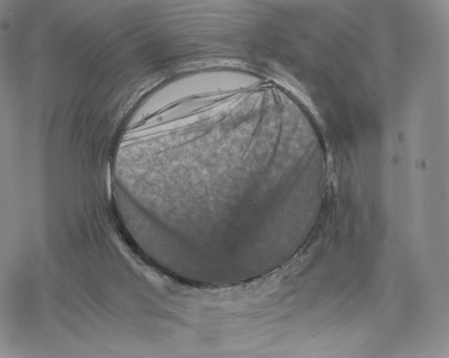 X0000077290013200611171639