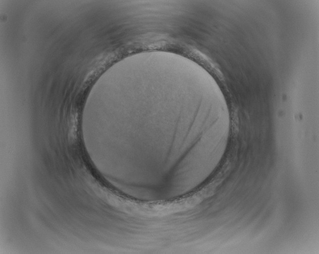 X0000077290018200611171638