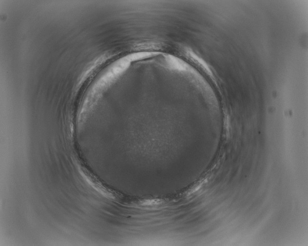 X0000077290059200611171637