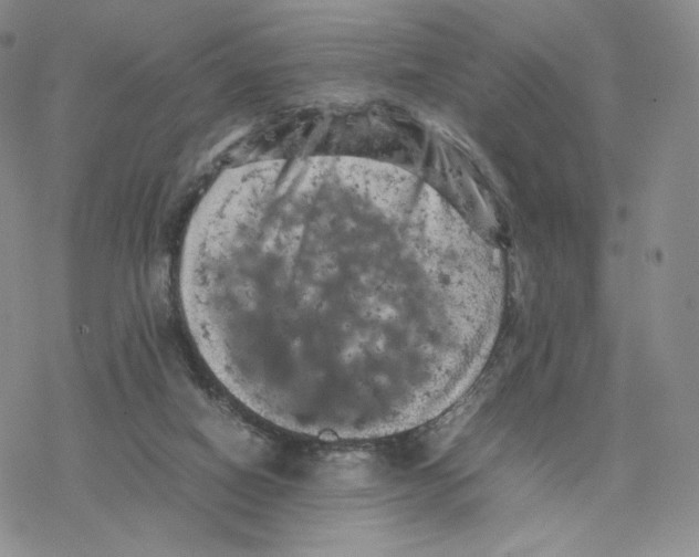 X0000077290066200611171637