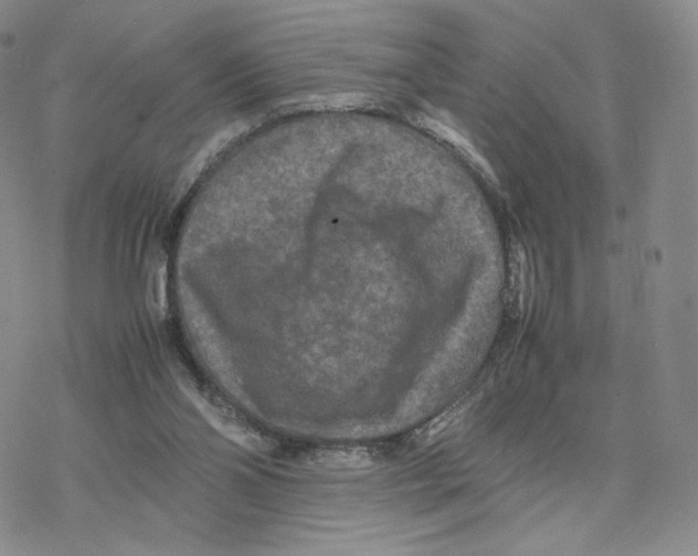 X0000077290110200611171637