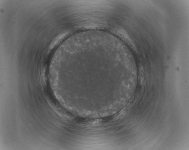 X0000077290116200611171637