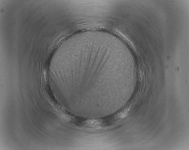 X0000077290117200611171637