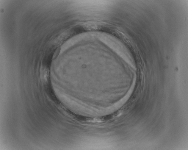 X0000077290125200611171637