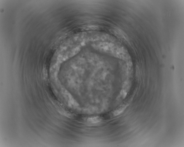 X0000077290173200611171636