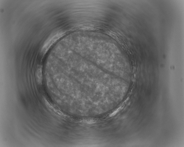 X0000077290194200611171636