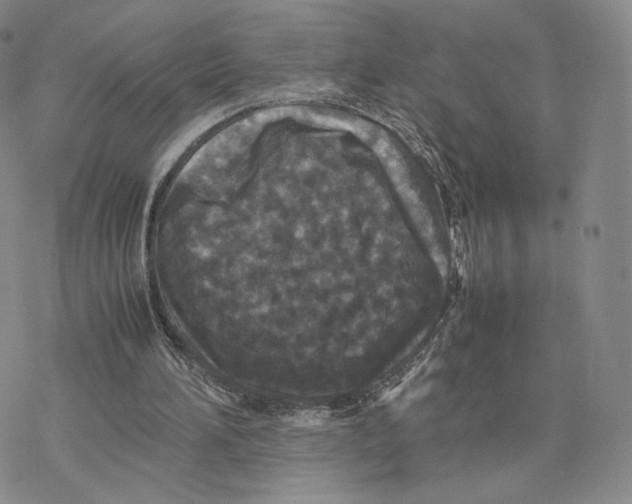 X0000077290196200611171636