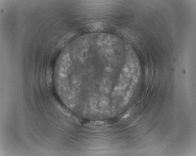 X0000077290230200611171635