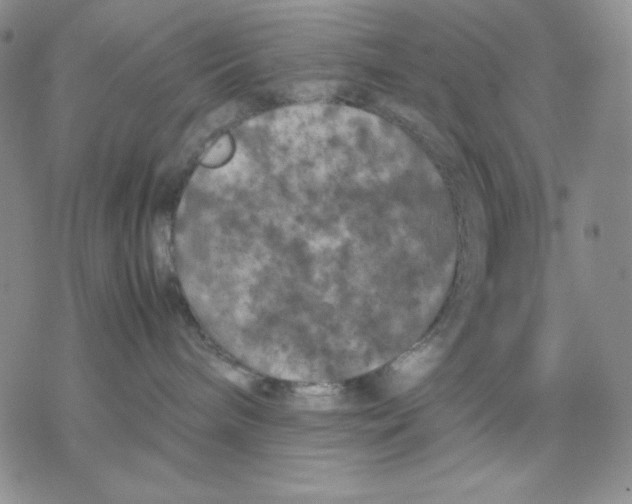 X0000077290240200611171635