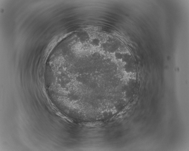 X0000077290241200611171634