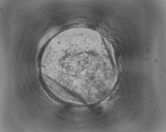 X0000077290245200611171634