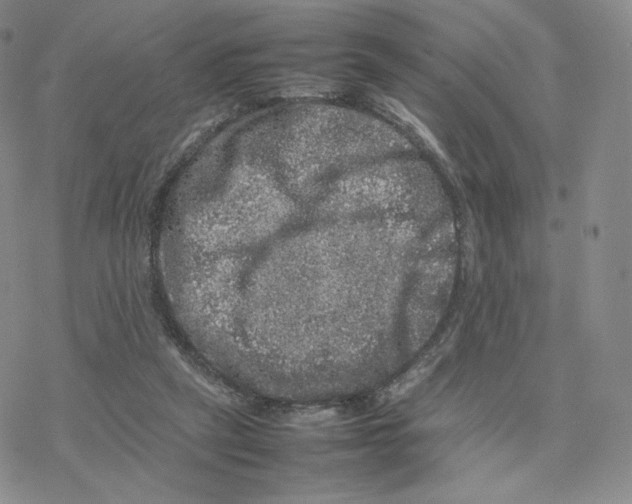 X0000077290257200611171634