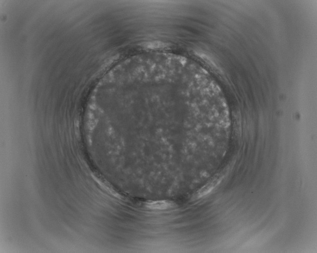 X0000077290269200611171635