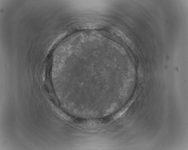 X0000077290305200611171634