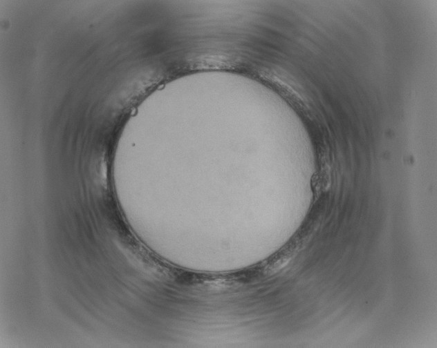 X0000077290310200611171634