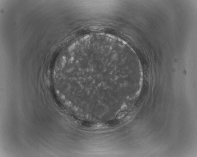 X0000077290319200611171634