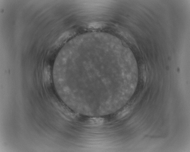 X0000077290328200611171633