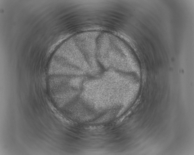 X0000077290345200611171633