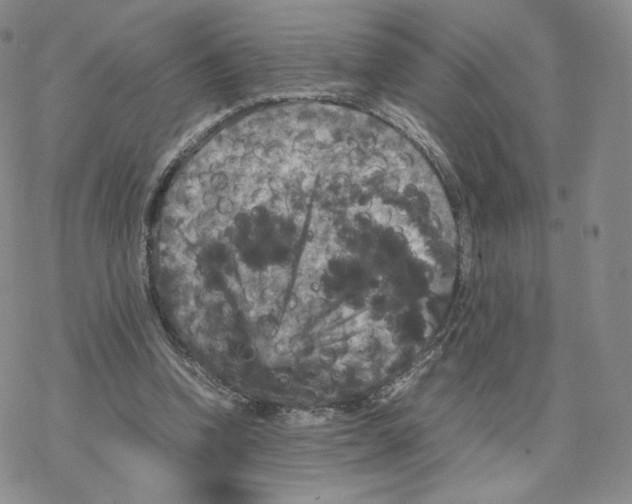 X0000077290346200611171633