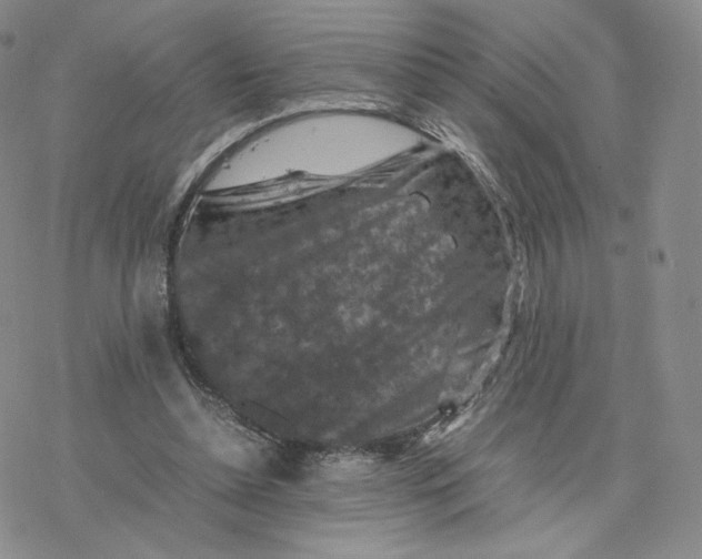 X0000077290348200611171633