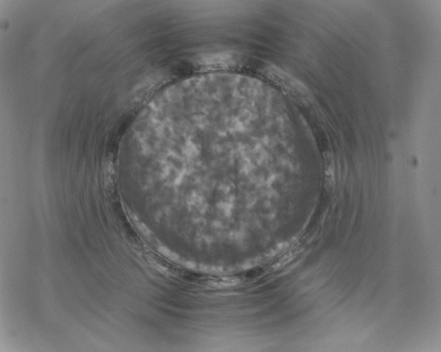 X0000077290369200611171633