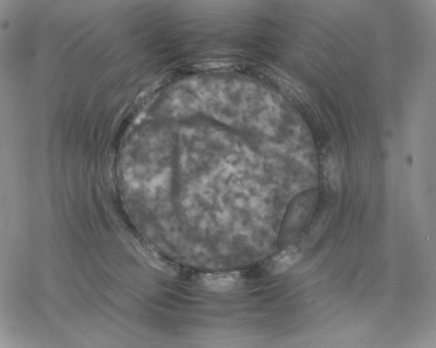 X0000077290373200611171633