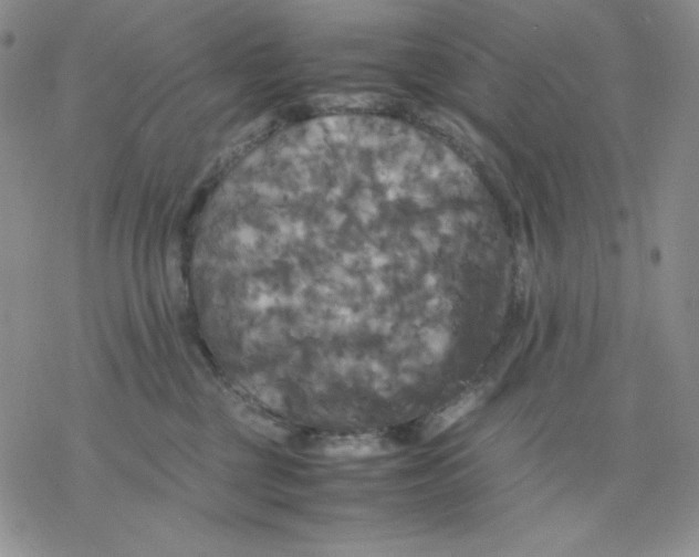 X0000077290377200611171633