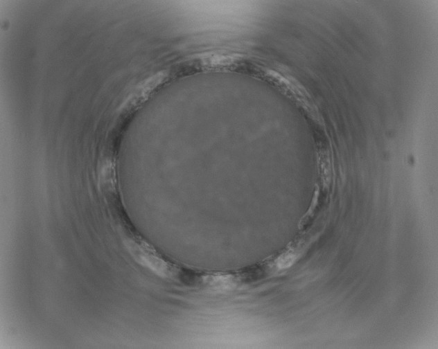 X0000077290419200611171632