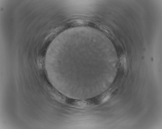 X0000077290423200611171632