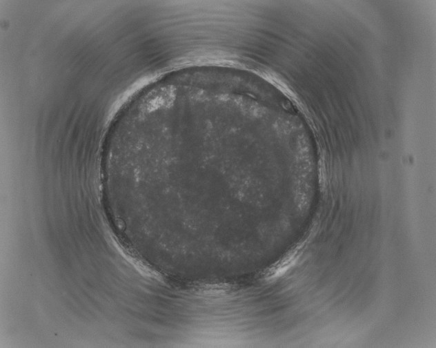 X0000077290438200611171631