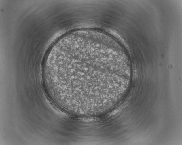 X0000077290439200611171631