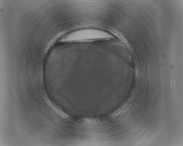 X0000077290442200611171631