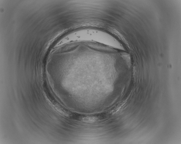 X0000077290444200611171631