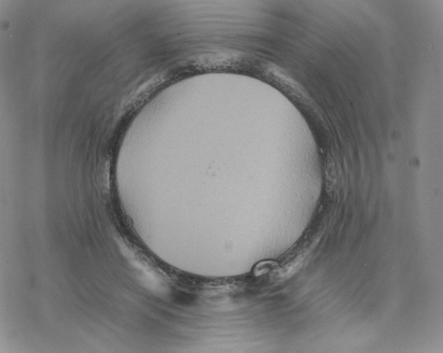 X0000077290454200611171631