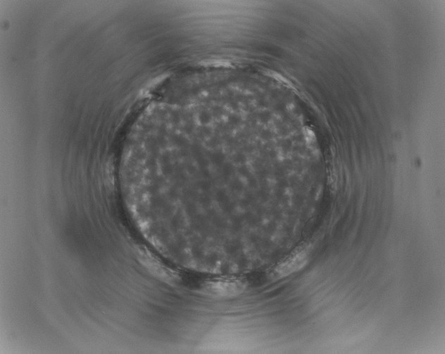 X0000077290466200611171631