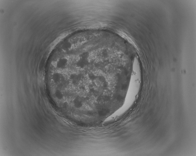 X0000077290483200611171631