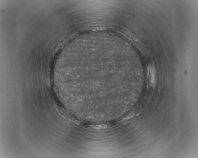 X0000077290512200611171630