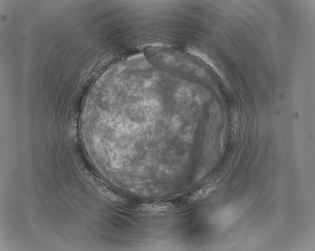 X0000077290545200611171630