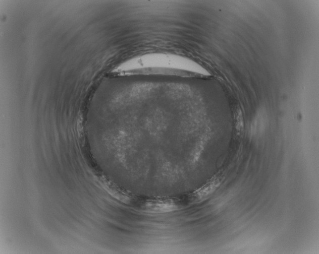 X0000077290559200611171630