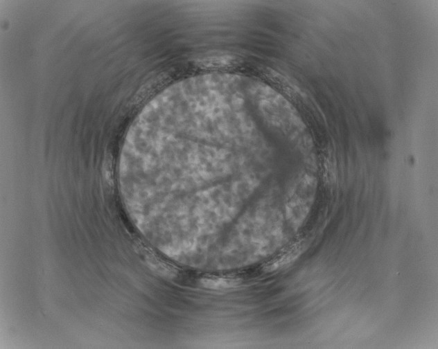 X0000077290561200611171630