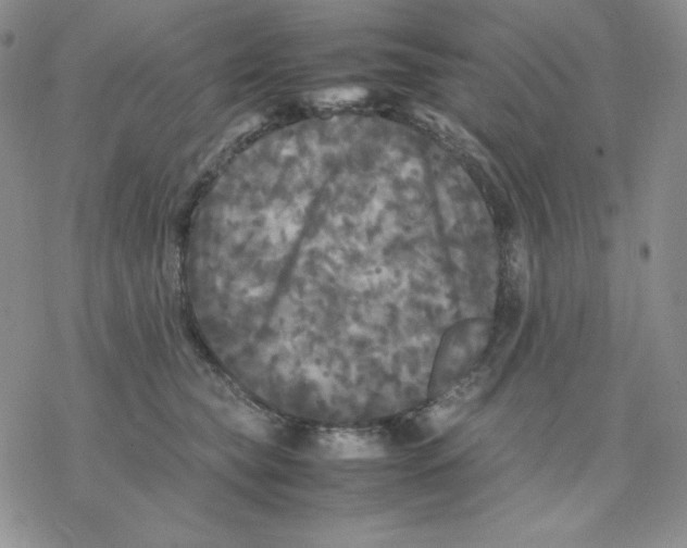 X0000077290565200611171630